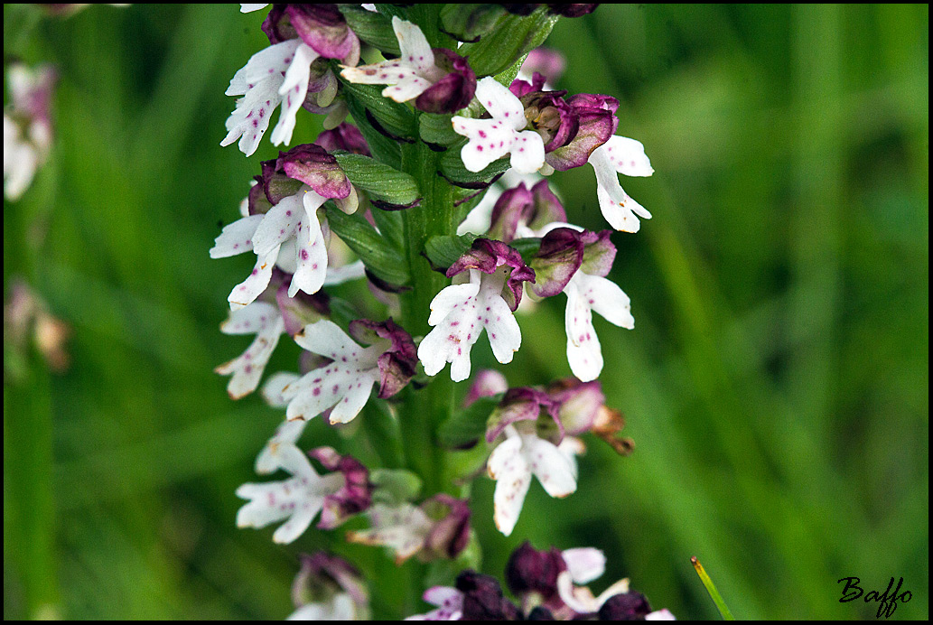 Neotinea ustulata